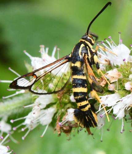 Synanthedon vespiformis